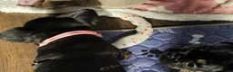 French Bulldog dogs for sale: Beautiful French Bulldog Puppies - Advert 11