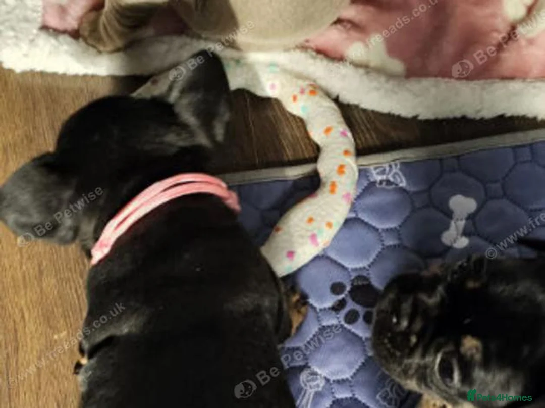 French Bulldog dogs for sale: Beautiful French Bulldog Puppies - Advert 11