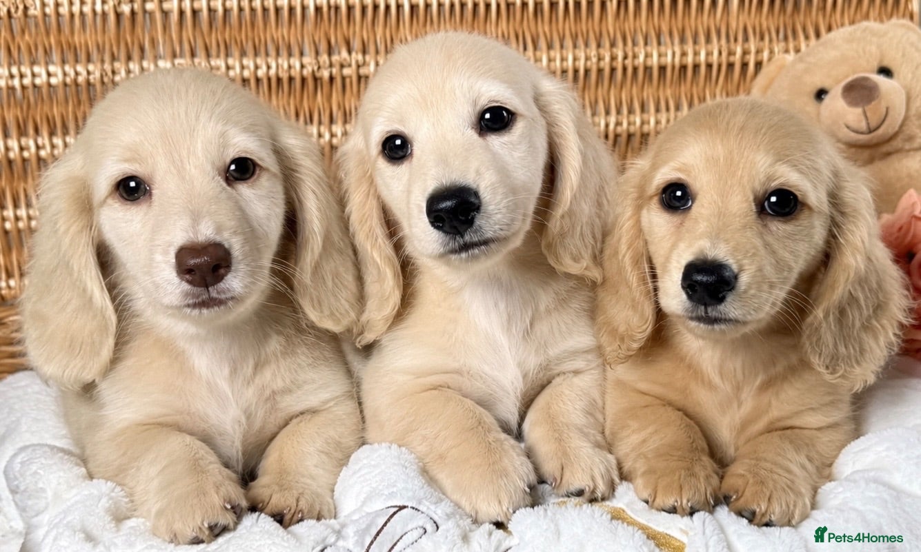 Miniature Dachshund dogs 🤍 Beautiful Cream Longhaired Babies 🤍 - Advert 1
