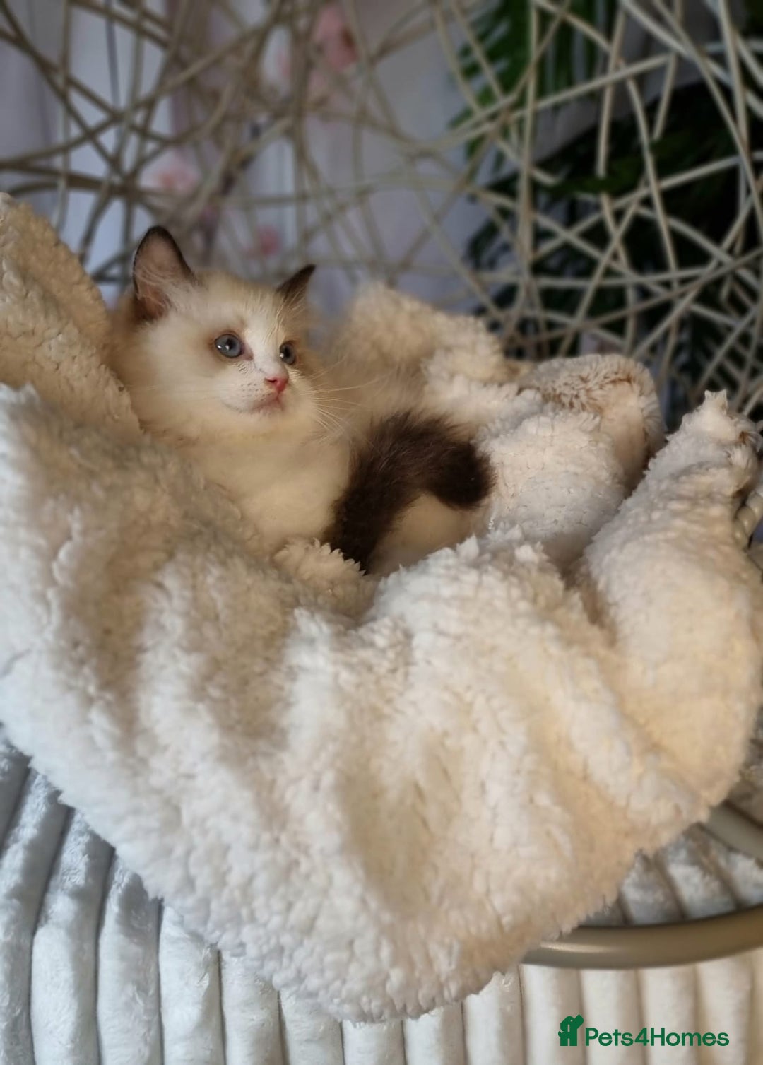 Ragdoll cats for sale: Quality Tica reg Ragdoll kittens  - Image 3