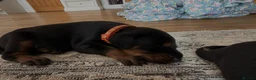 Dobermann dogs for sale: Beautiful Pure Dobermans Litter – 4 Boys & 2 Girls - Advert 3