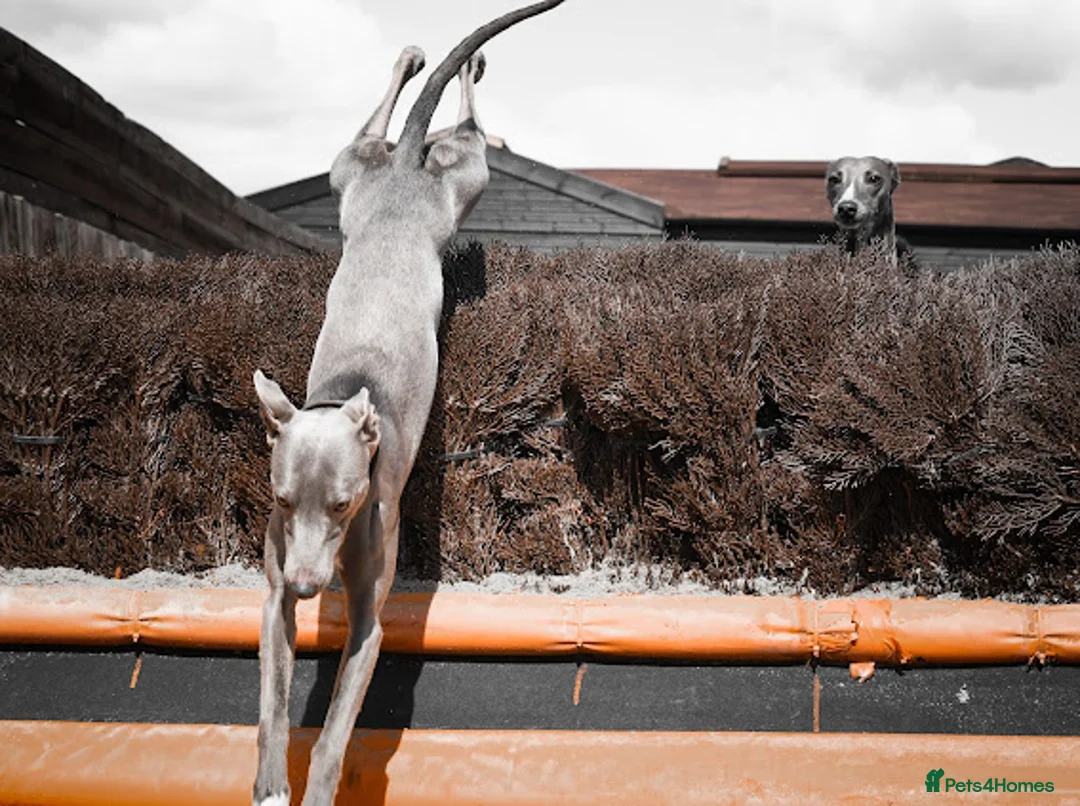 Whippet dogs for stud: Whippet stud dog in Somerton - Advert 15