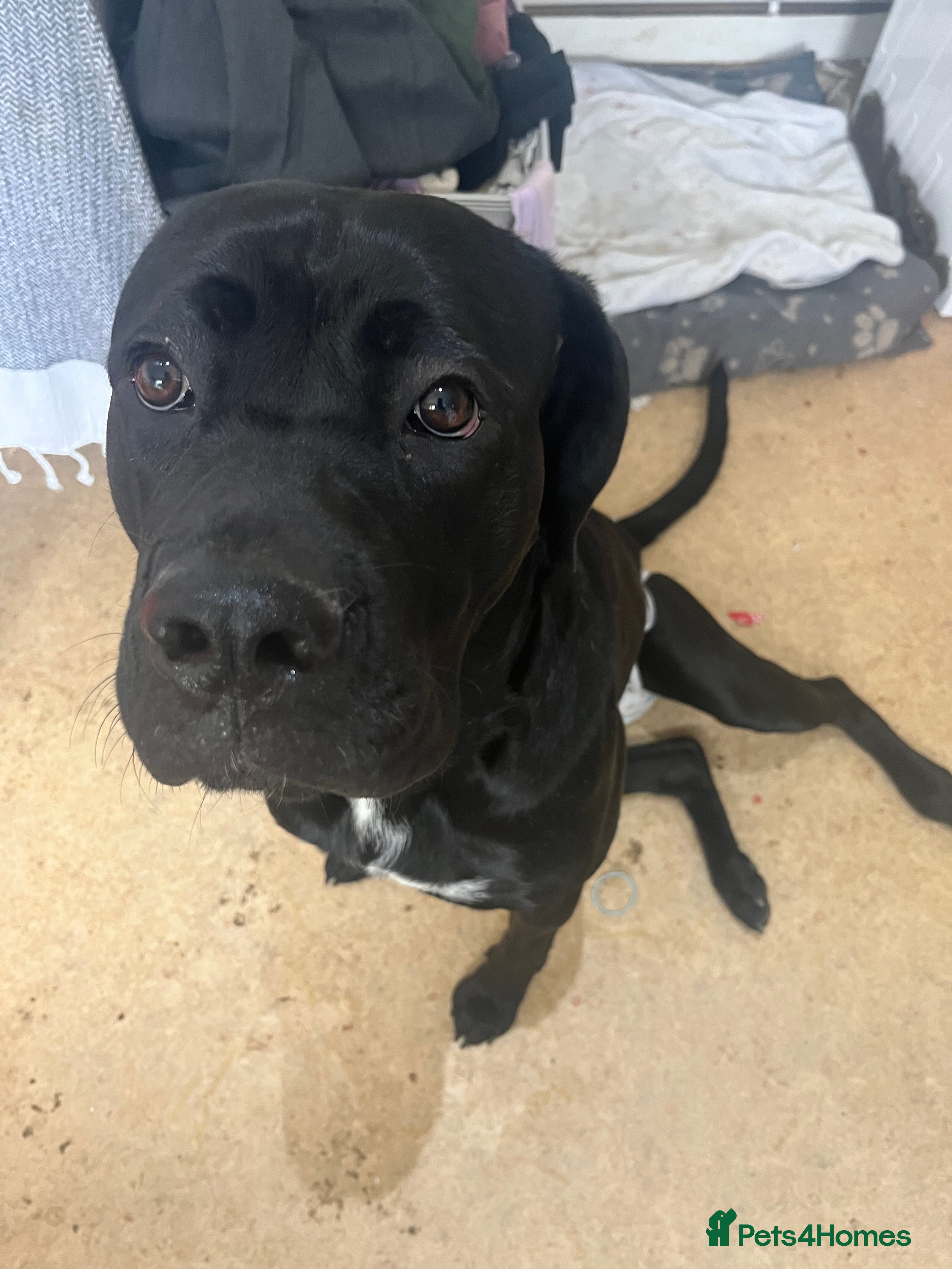 Cane Corso dogs Cane Corso for rehoming  - Advert 1