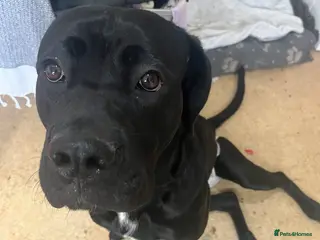 Cane Corso dogs Cane Corso for rehoming - Advert 8