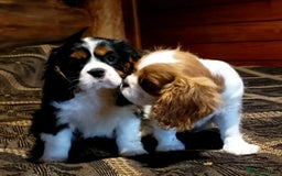 Cavalier King Charles Spaniel dogs for sale: Purebred Cavalier King Charles Spaniel Puppies - Image 2