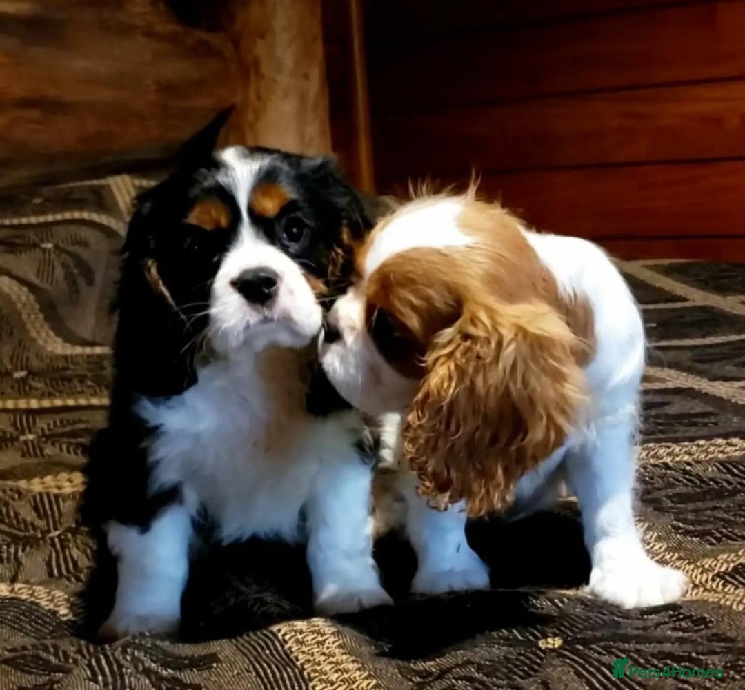 Cavalier King Charles Spaniel dogs for sale: Purebred Cavalier King Charles Spaniel Puppies - Image 2