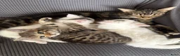 Mixed Breed cats for sale: 3 kittens to go to loving homes  - Advert 1