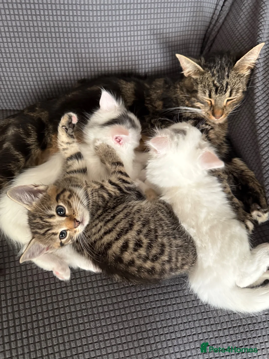 Mixed Breed cats for sale: 3 kittens to go to loving homes  - Advert 1