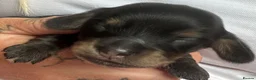 Miniature Dachshund dogs for sale: Miniature long haired Dachund puppies - Advert 9