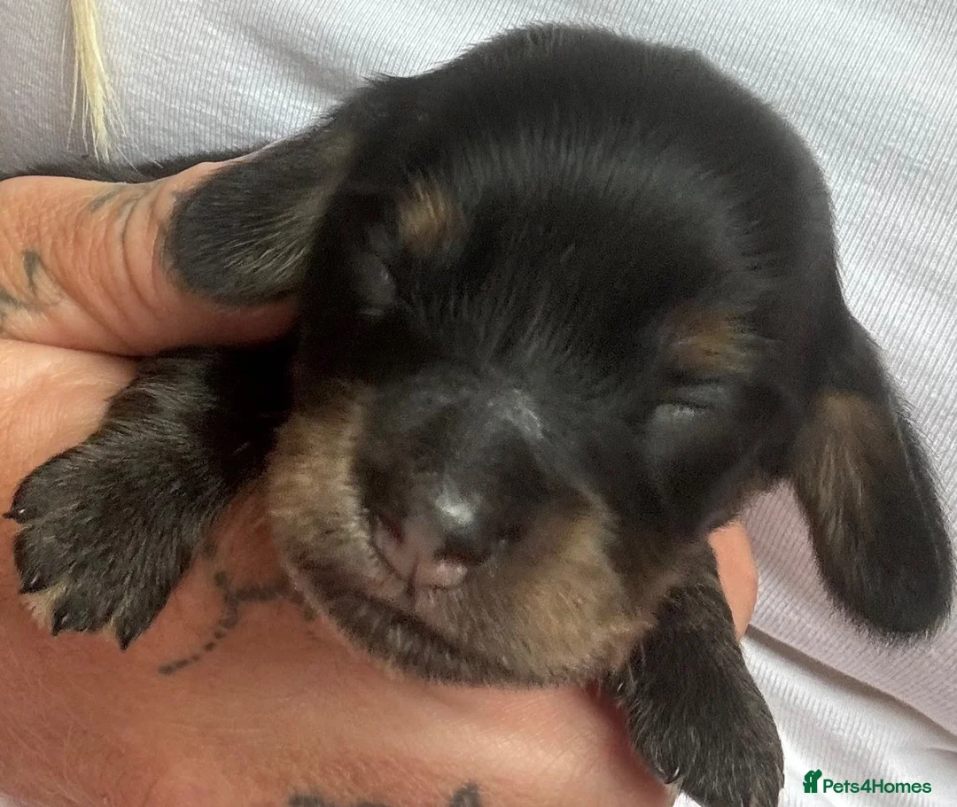 Miniature Dachshund dogs for sale: Miniature long haired Dachund puppies - Advert 9