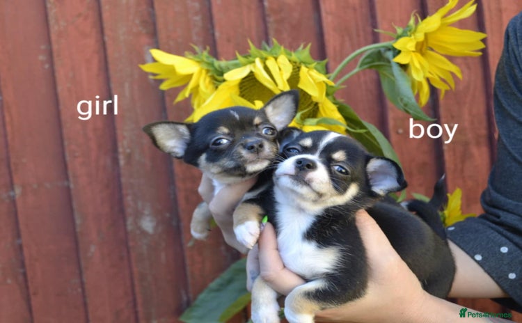Chihuahua dogs - Advert 5