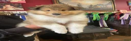 Rough Collie dogs for sale: KC Registered sable and White male puppy - Advert 5