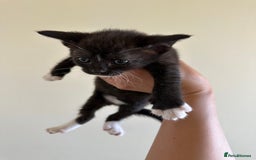 Mixed Breed cats for sale: Adorable kittens  - Image 1