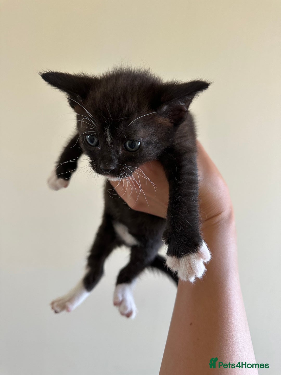 Mixed Breed cats for sale: Adorable kittens  - Image 1