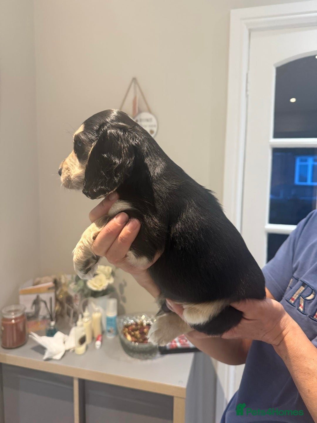 Cocker Spaniel dogs for sale: Pure show type KC reg DNA health test  - Advert 40