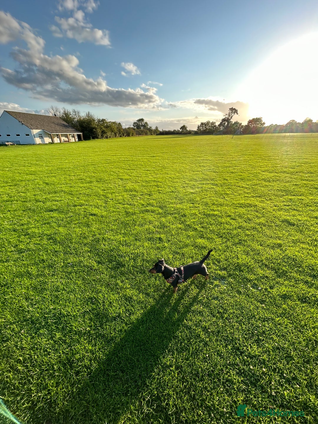 Mixed Breed dogs for sale: 5 year old Dachshund (cross) needs rehoming - Image 10