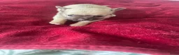 Chihuahua dogs for sale: Puppies for sale - Advert 9