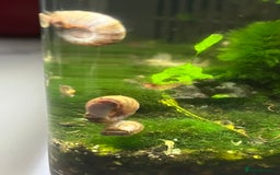 Snails fish for sale: Ramshorn snails for sale  - Image 1
