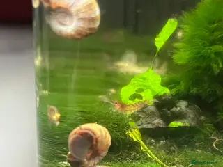 Snails fish Ramshorn snails for sale - Advert 1