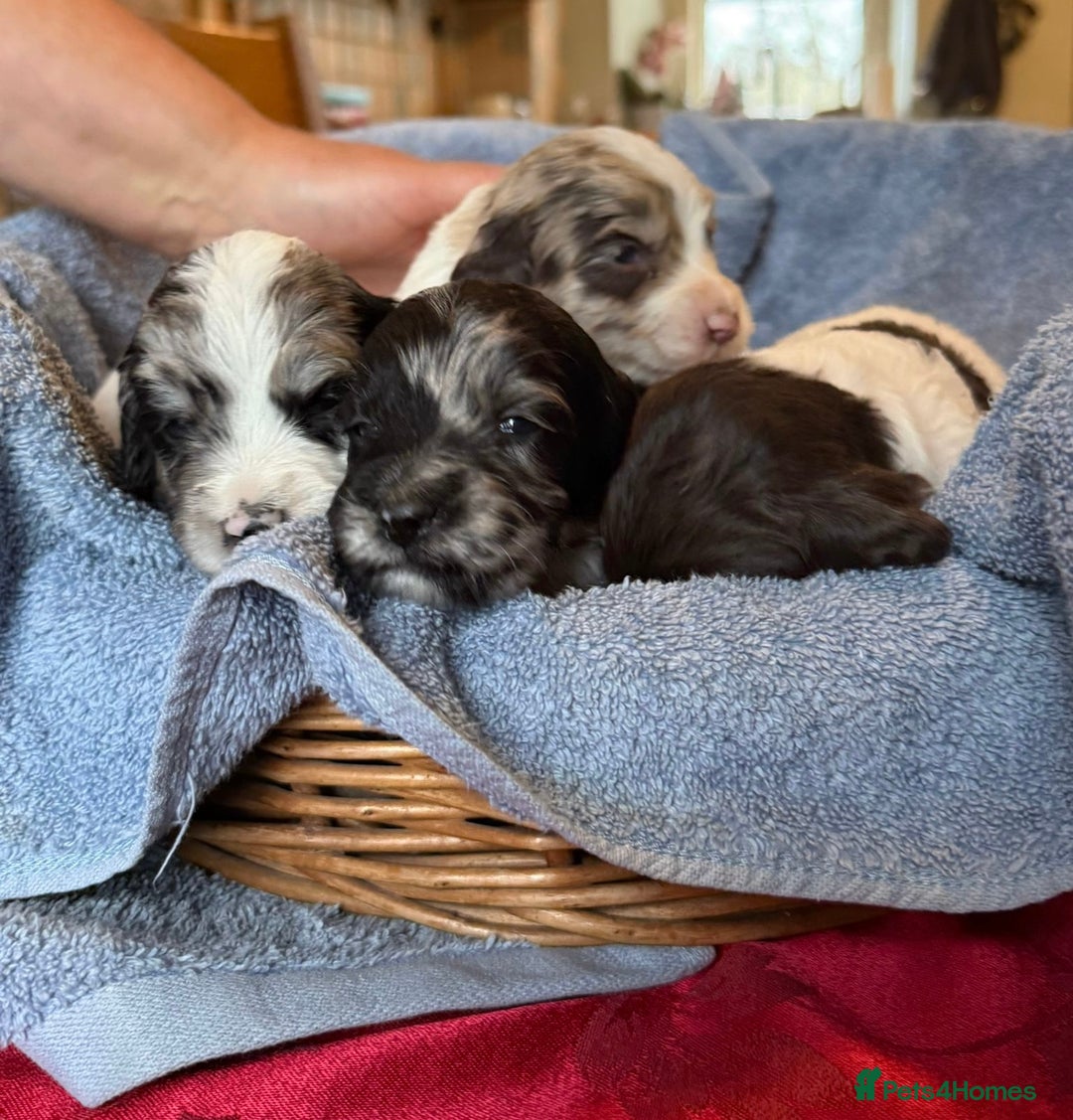 Sproodle dogs for sale: Merle F1 Sproodles 5⭐️Licenced Breeder full DNA - Advert 15