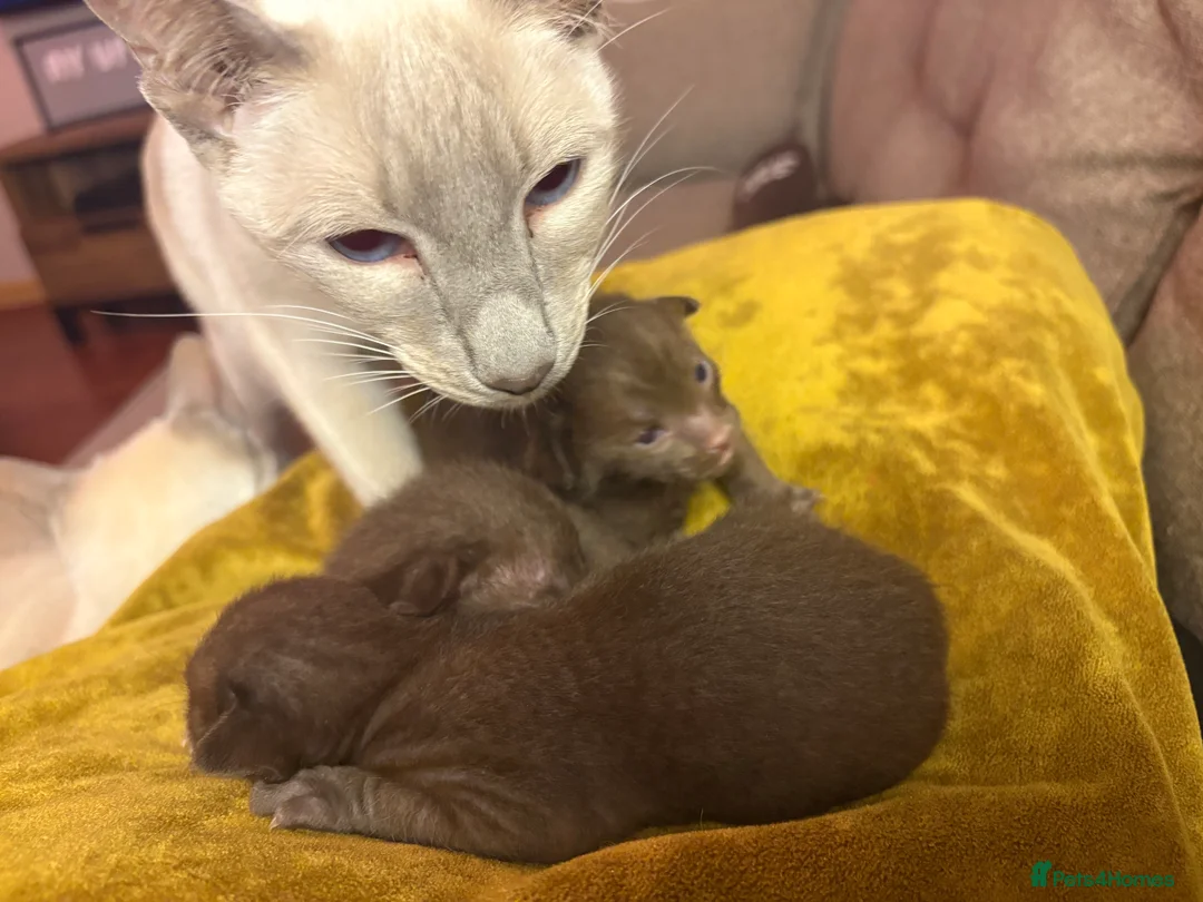 Oriental cats for sale: Chocolate Oriental Kittens  - Advert 10