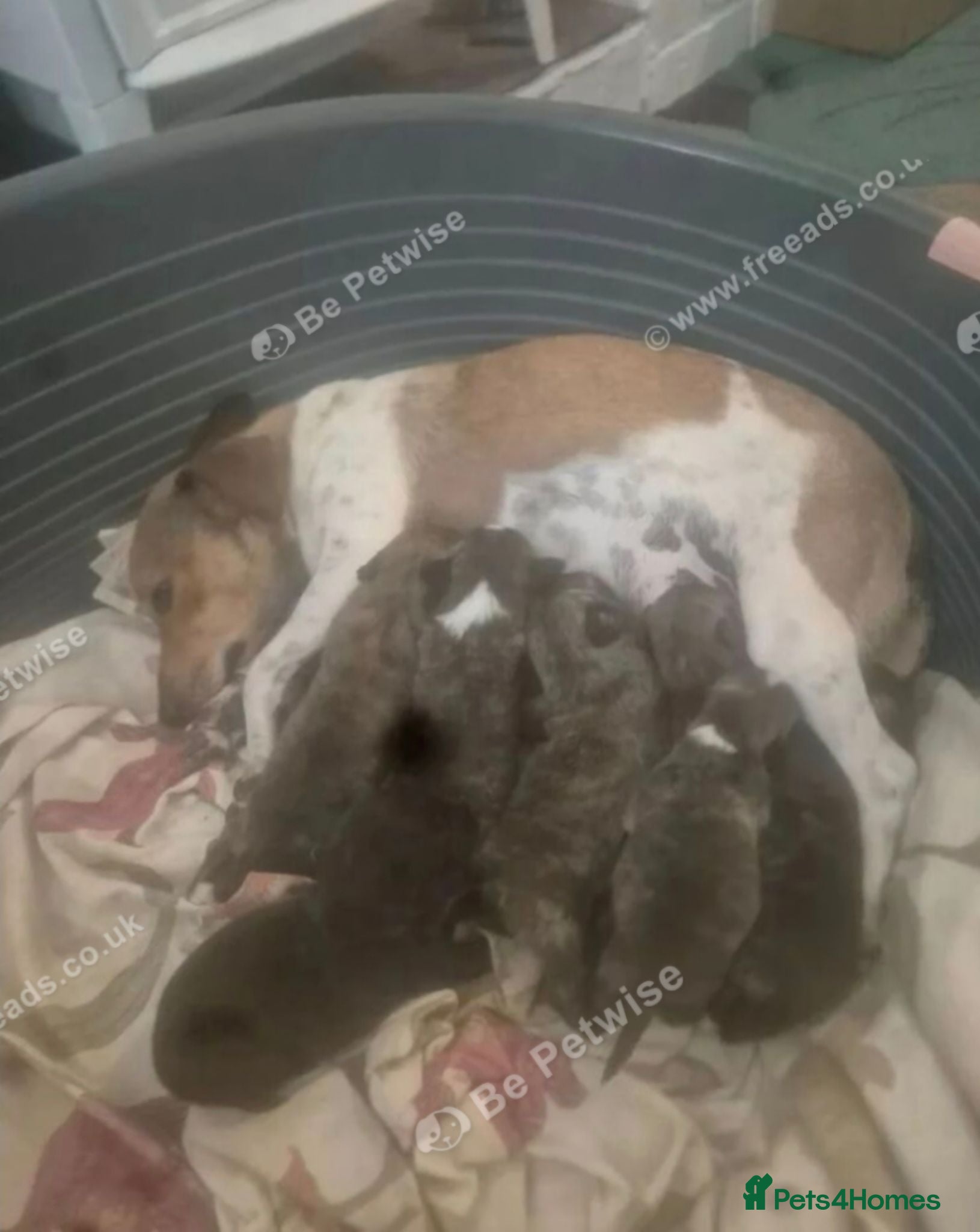 Mixed Breed dogs Stunning Westiejack Pups  - Advert 1