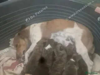 Mixed Breed dogs Stunning Westiejack Pups - Advert 1