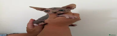Sphynx Kitten 2