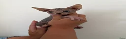 Sphynx cats for sale: Beautiful kittens  - Advert 4