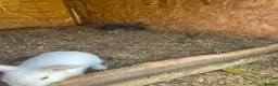 New Zealand rabbits for sale: Rabbits for sale  - Advert 6