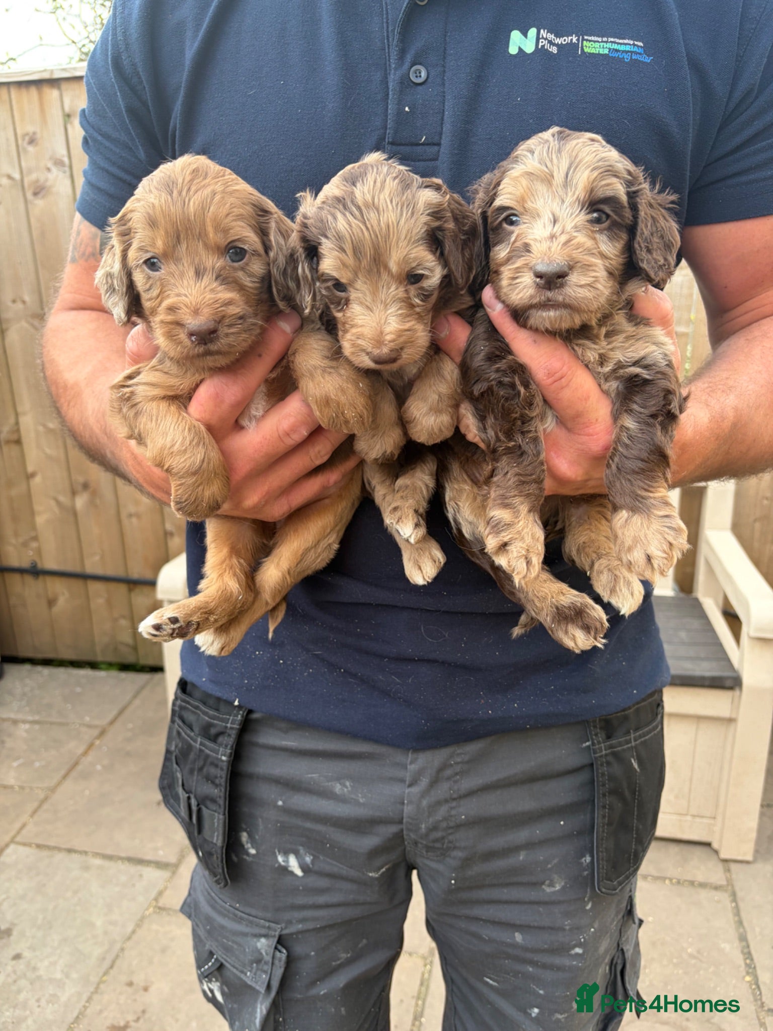 Sproodle dogs Beautiful Sproodles for sale F1 - Advert 2