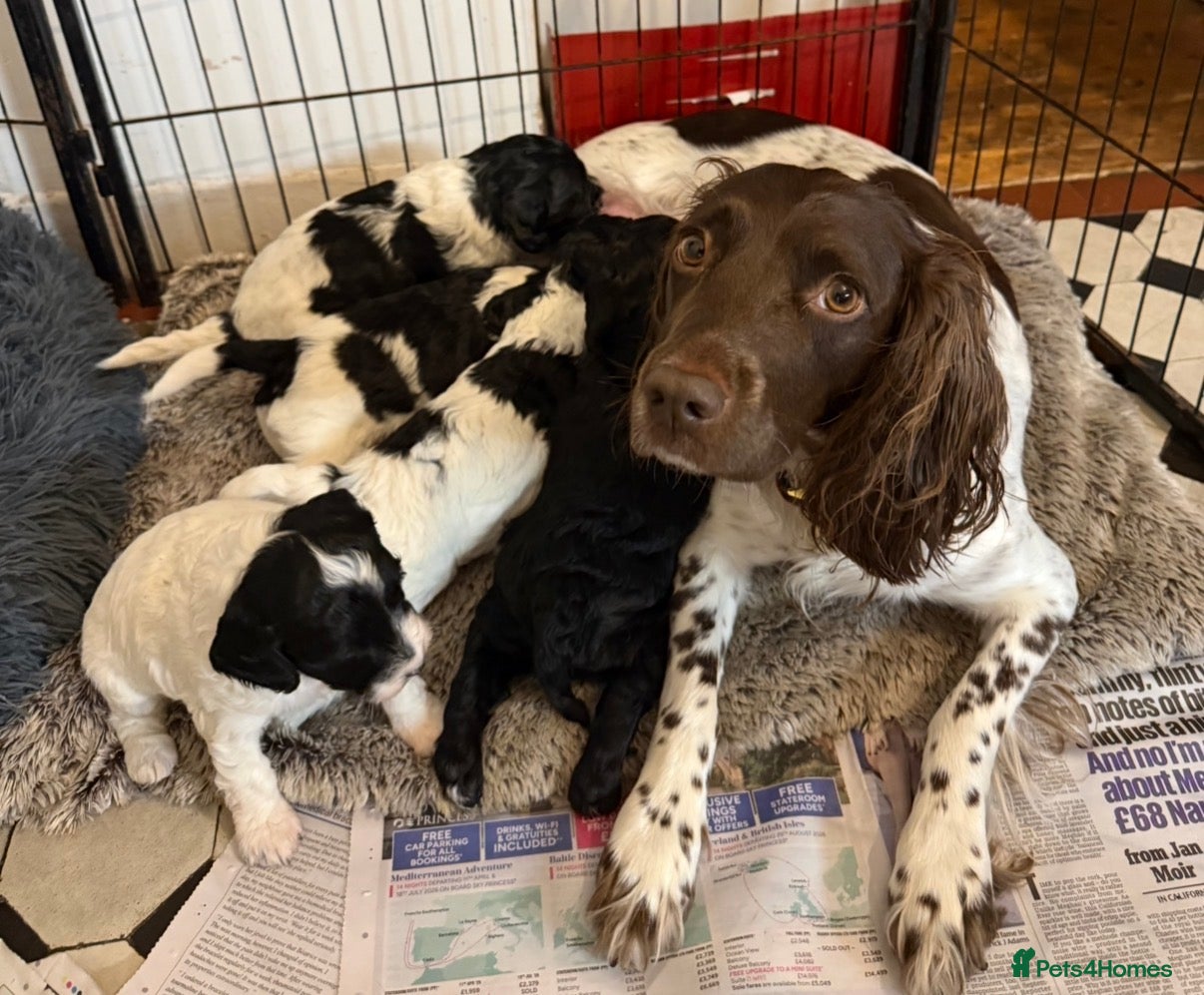 Sproodle dogs Beautiful Sproodle puppies ready  **  Eve  - Advert 1