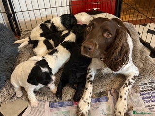 Sproodle dogs Beautiful Sproodle puppies ready Christmas Eve - Advert 1