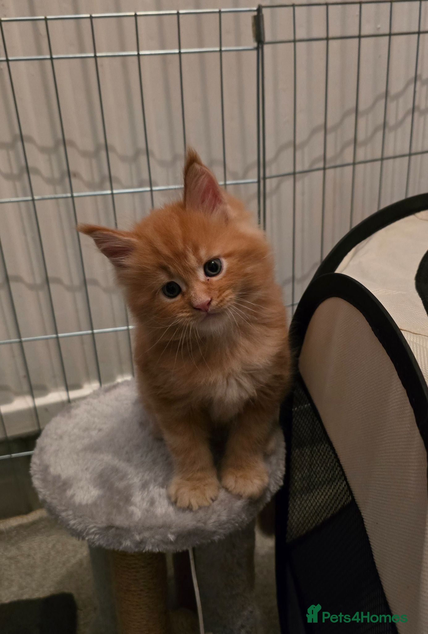 Maine Coon cats GCCF Main Coon Kittens looking for forever homes - Advert 1