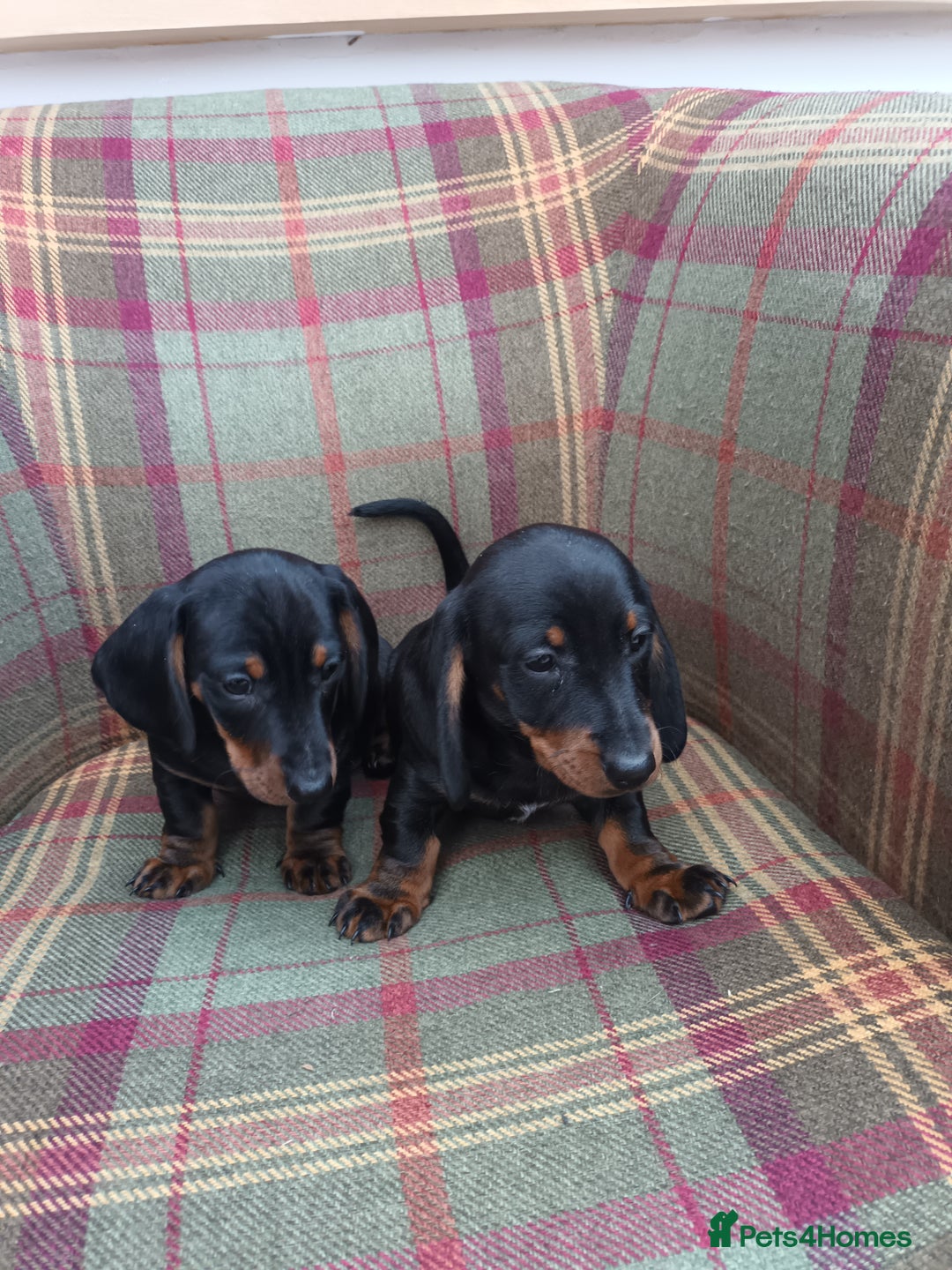 Miniature Dachshund dogs for sale: Black and Tan Miniature Dachshund Puppies 3 Boys - Advert 10
