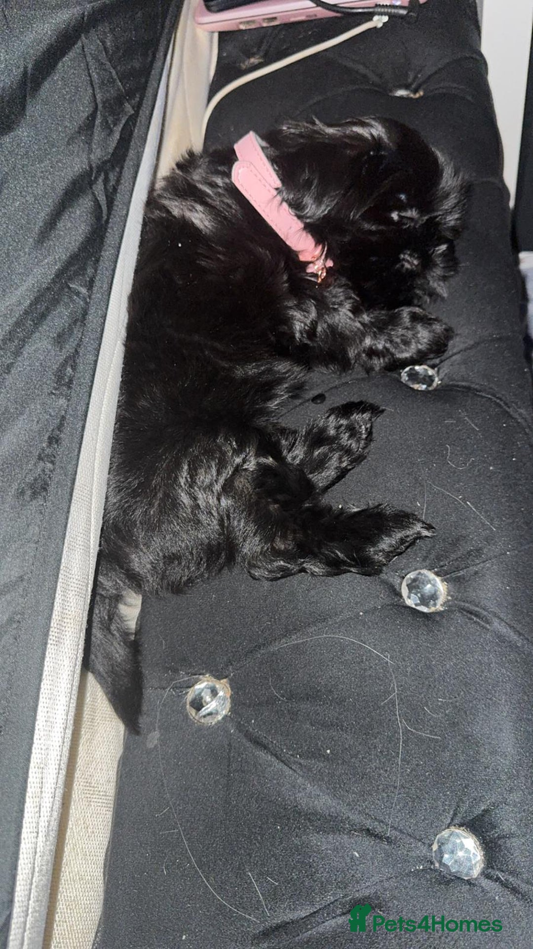 Shih Tzu dogs for sale: Baby girl for sale  - Image 3
