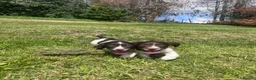 English Springer Spaniel dogs for sale: Gorgeous English Springer Spaniels  - Advert 13