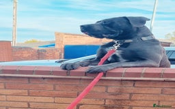 Cane Corso dogs for sale: Stunning Blue Cane Corso Puppies  - Image 7