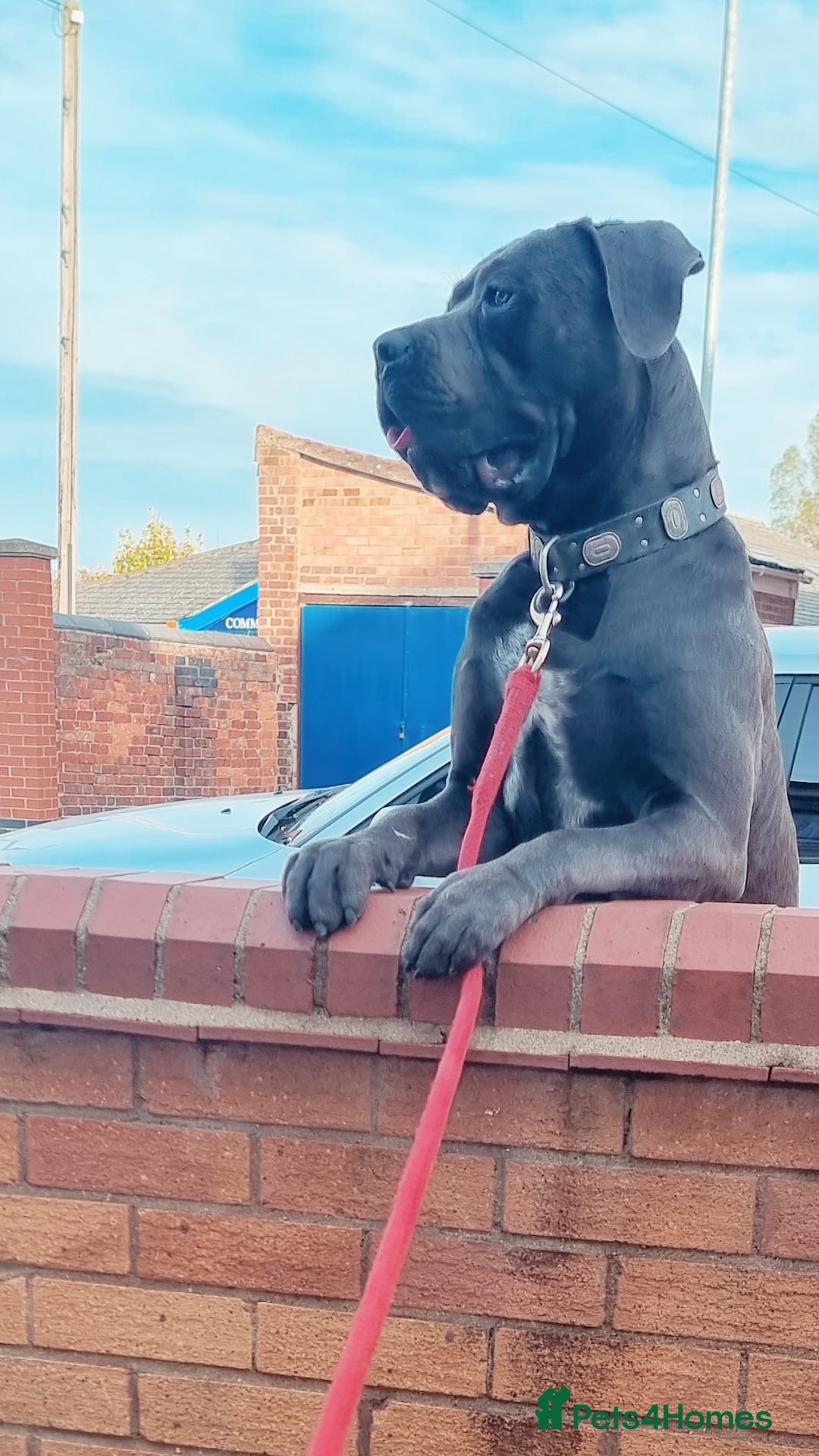 Cane Corso dogs for sale: Stunning Blue Cane Corso Puppies  - Image 7