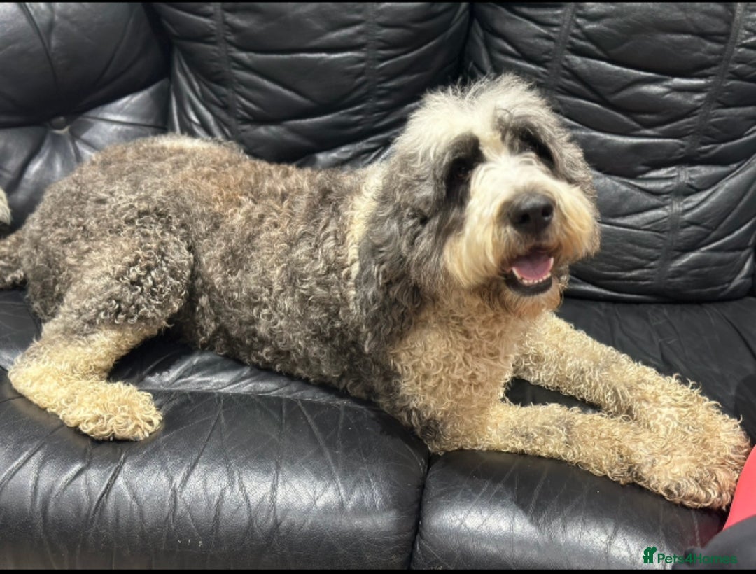 Mixed Breed dogs for sale: St Bernoodle puppy Poodle/St Bernard cross F1B Boy - Advert 6