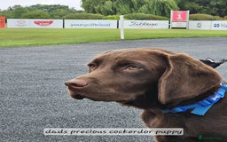 Cockerdor dogs for sale: F1 cockerdor puppies , cocker x labrador  - Image 40