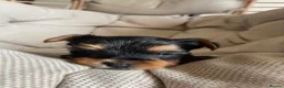Yorkshire Terrier dogs for sale: Adorable Yorkshire Terrier Puppies 🐾❤️ - Advert 20