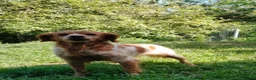 Brittany Spaniel dogs for adoption: Uriel in Alfreton - Advert 2