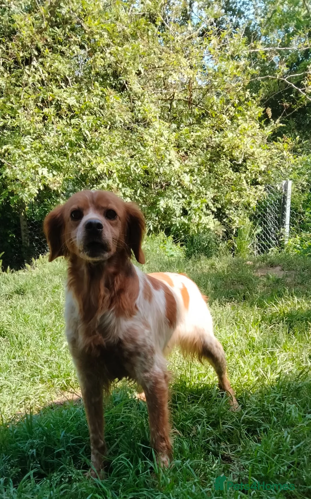 Brittany Spaniel dogs for adoption: Uriel in Alfreton - Advert 2