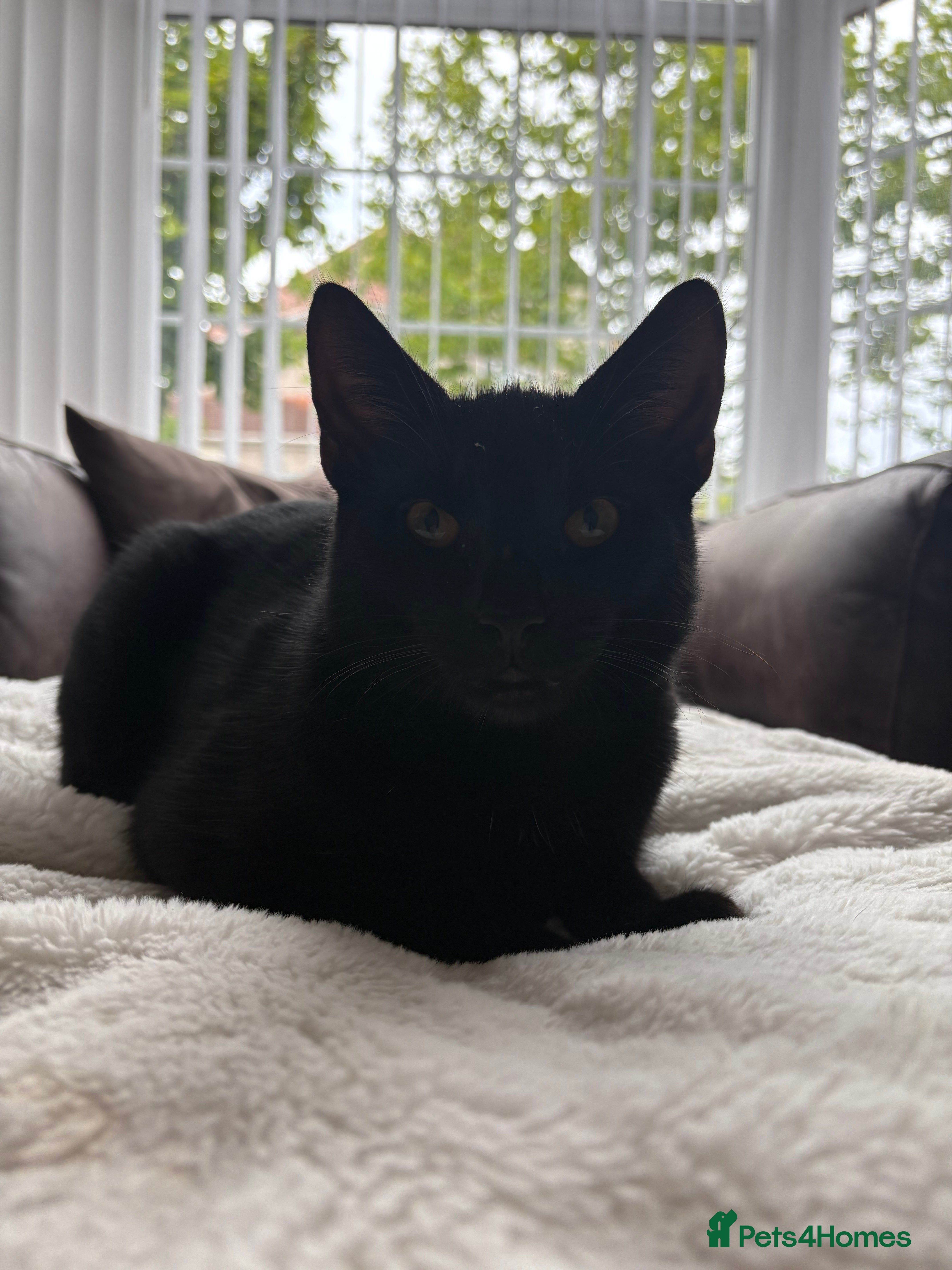 Bombay cats Rehoming Male Cat - Advert 6