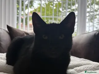 Bombay cats Rehoming Male Cat - Advert 6