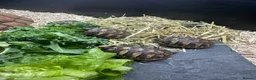 Hermann Tortoise reptiles for sale: Hermann tortoise - Advert 2
