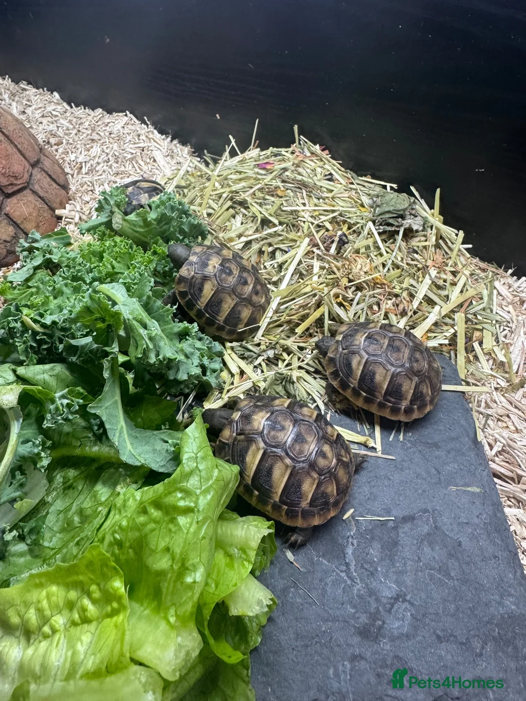 Hermann Tortoise reptiles for sale: Hermann tortoise - Advert 2