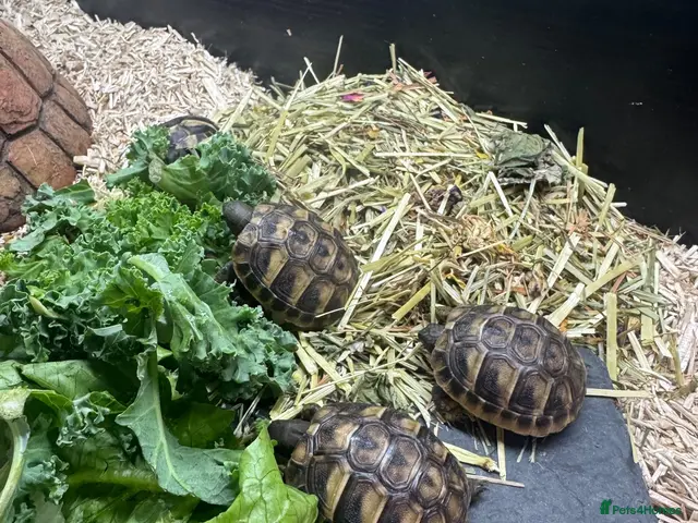 Hermann Tortoise reptiles Hermann tortoise - Advert 2