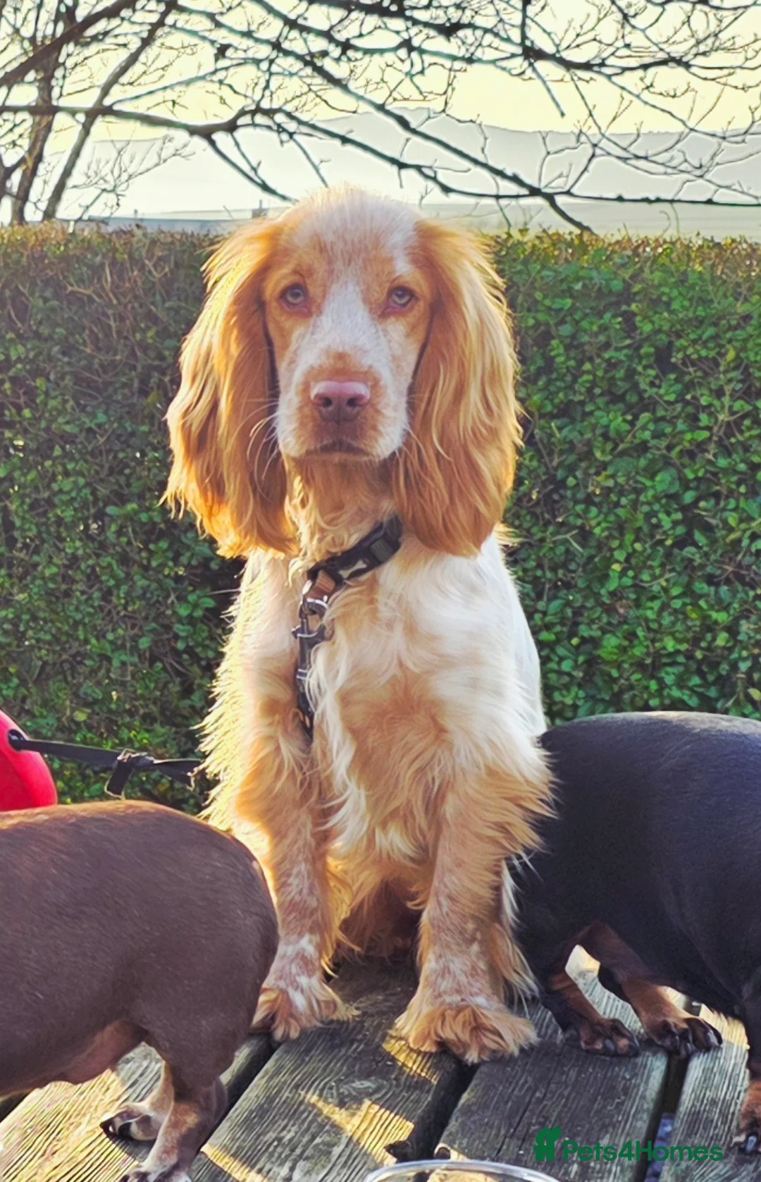 Cocker Spaniel dogs for sale: Stunning show cocker spaniels in Whitchurch - Advert 17